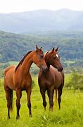 horse, a horse, my kingdom for a horse